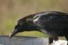 copyofdsc_9478_small.jpg