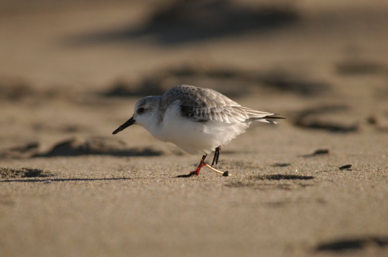 sand1.jpg
