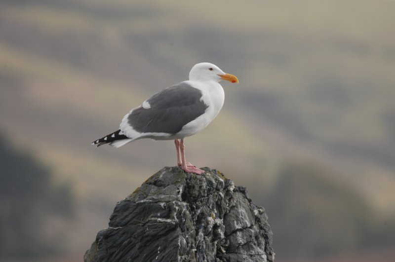 gull5.jpg