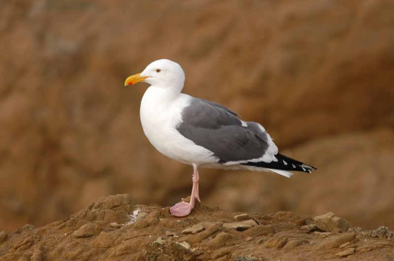 gull6.jpg