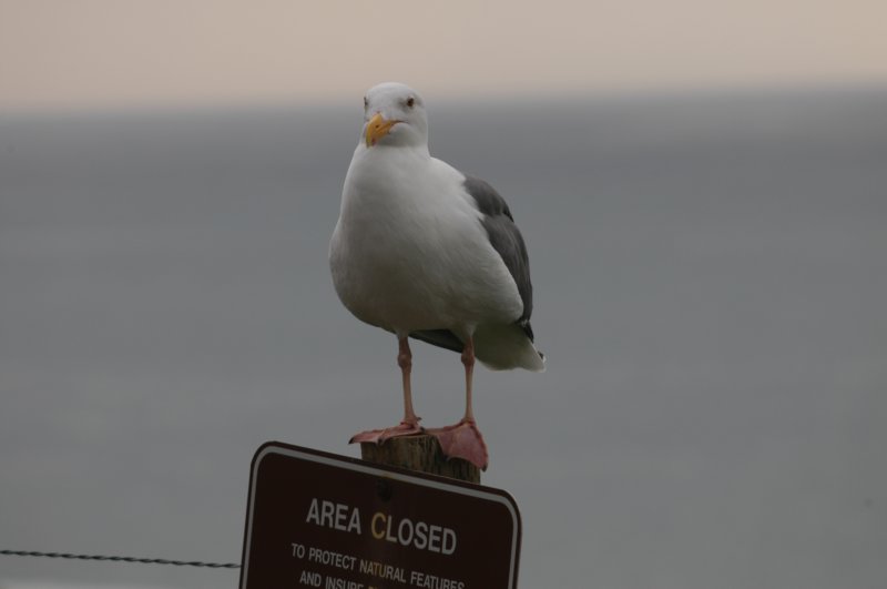 gull7.jpg