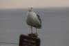 gull7_small.jpg