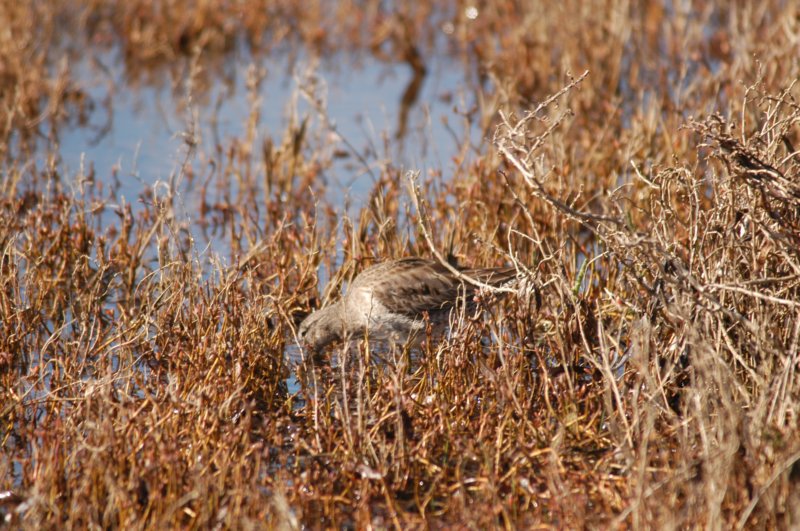 possdunlin.jpg