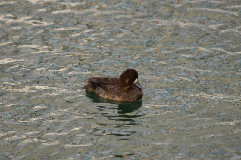 scaup.jpg