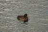 scaup_small.jpg