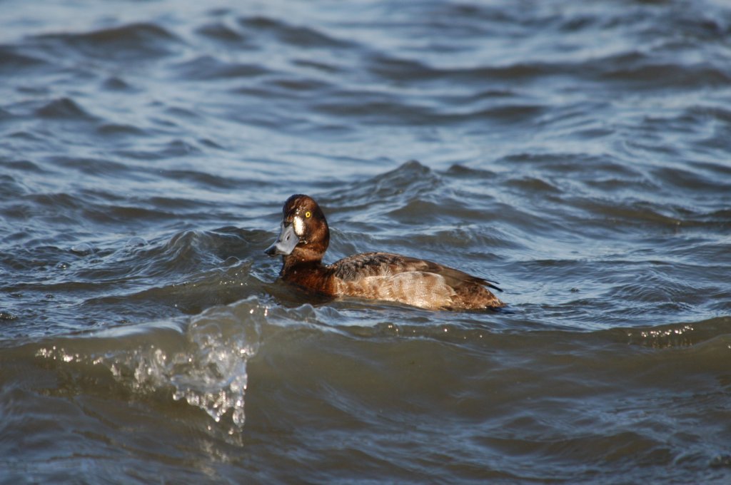 scaup.jpg