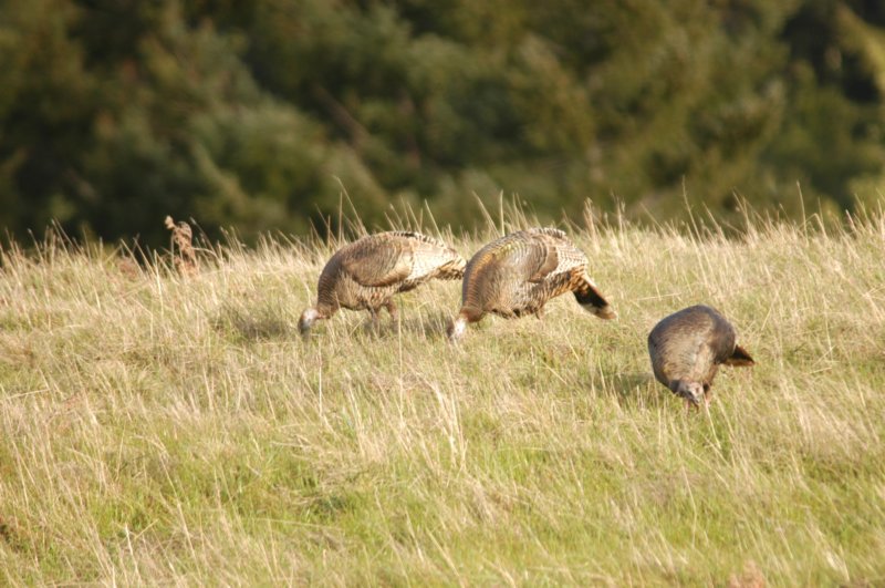 wildturkeys.jpg