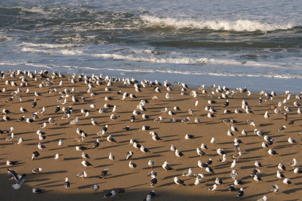 venicegulls.jpg