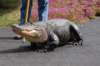 copyofdsc_3631_small.jpg