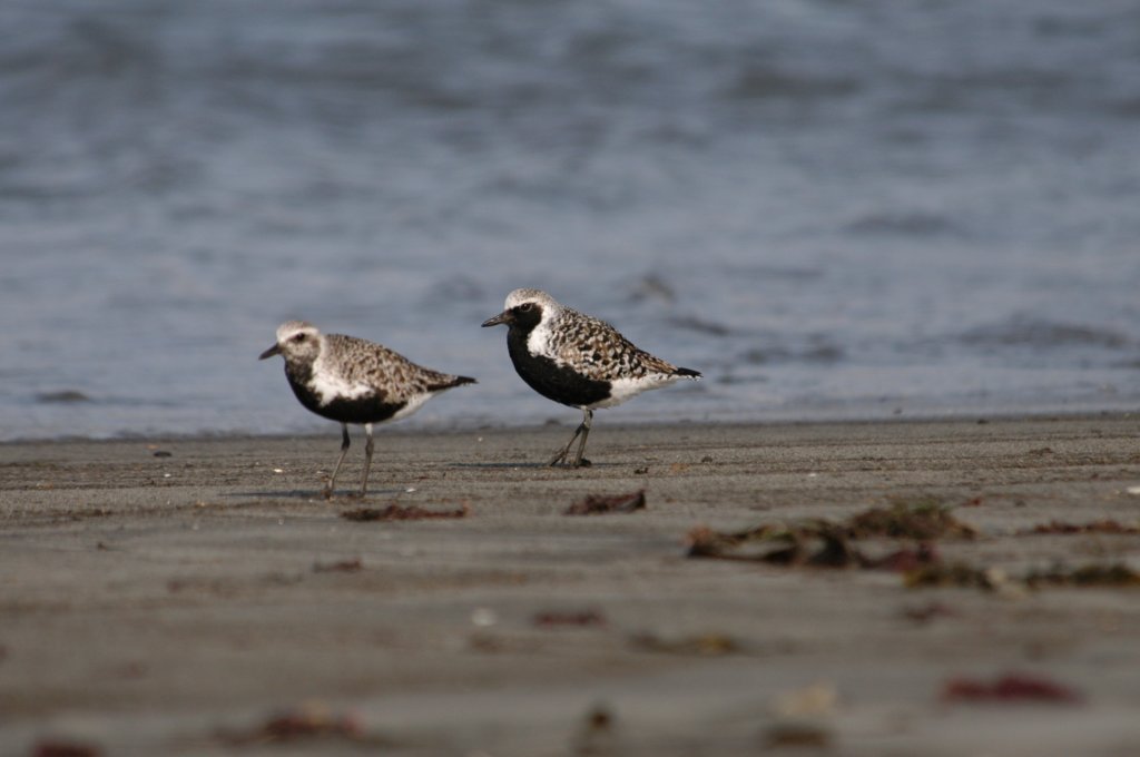 blackbelliedplover1.jpg