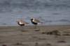 blackbelliedplover1_small.jpg