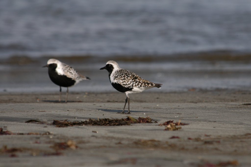 blackbelliedplover2.jpg