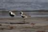 blackbelliedplover2_small.jpg