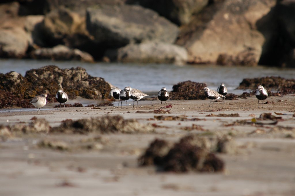 blackbelliedplovers.jpg