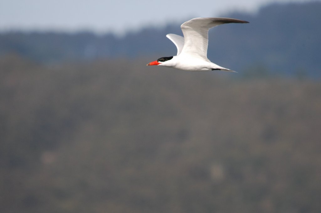 caspiantern1.jpg