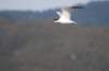 caspiantern1_small.jpg