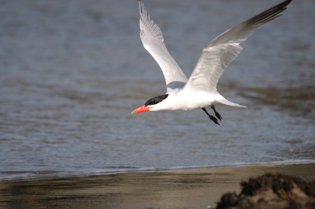 caspiantern2.jpg