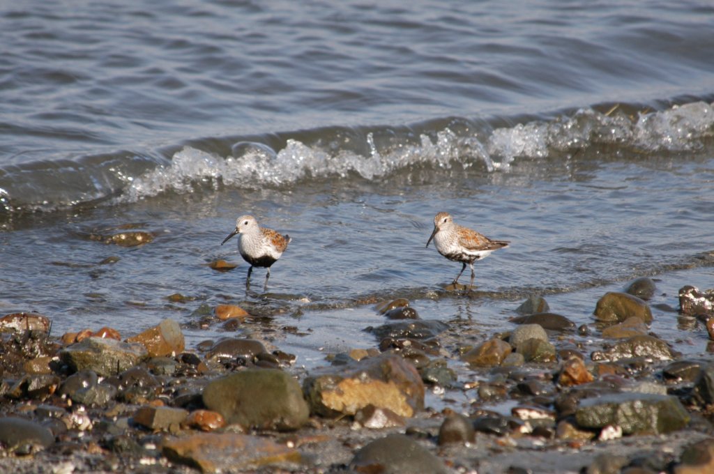 dunlin.jpg