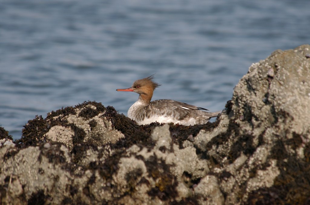 redbreastedmerganser.jpg