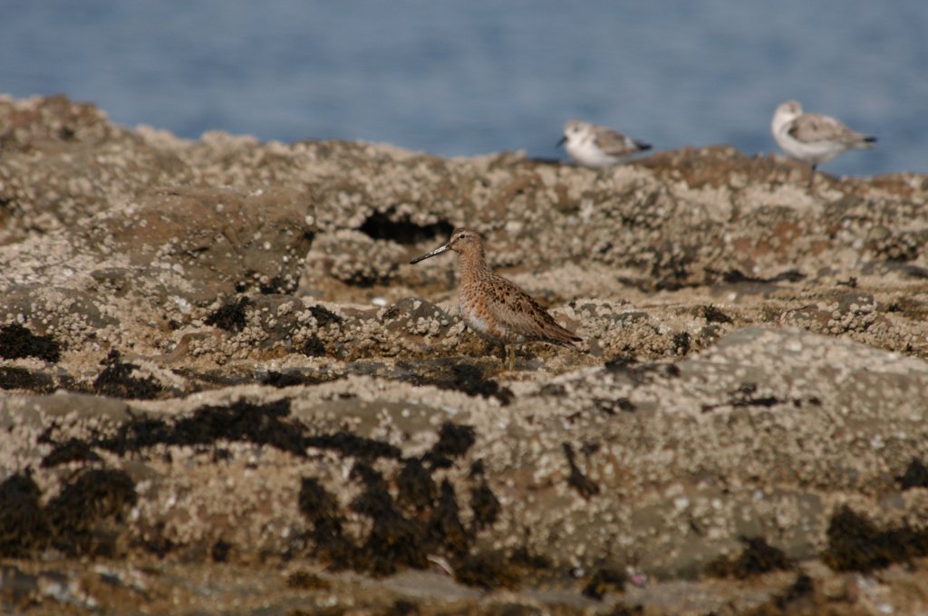 shortbilleddowitcher.jpg