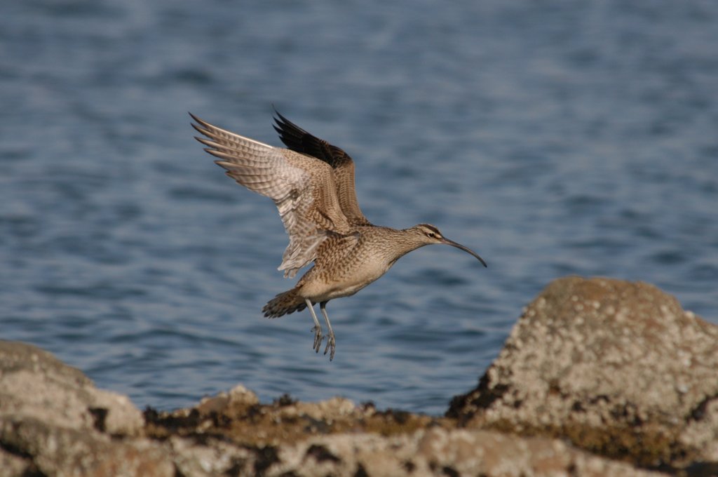 whimbrel.jpg