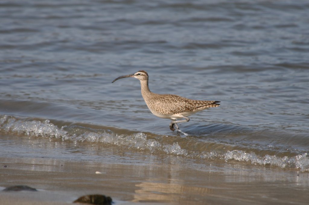 whimbrel2.jpg