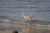 whimbrel2_small.jpg