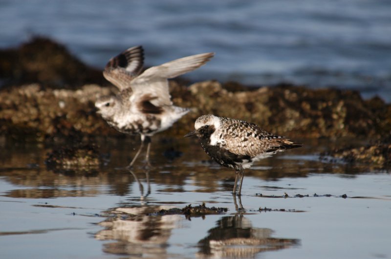 blackbelliedplover.jpg