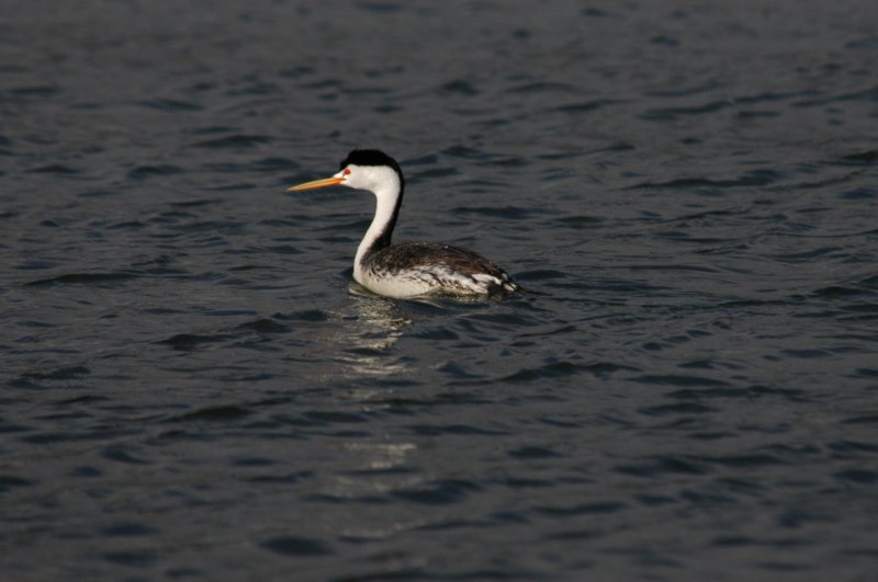 clarksgrebe.jpg