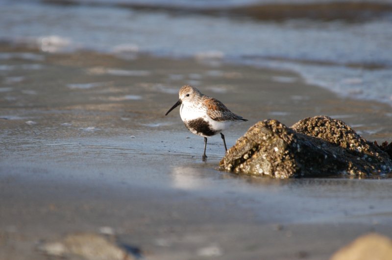 dunlin.jpg