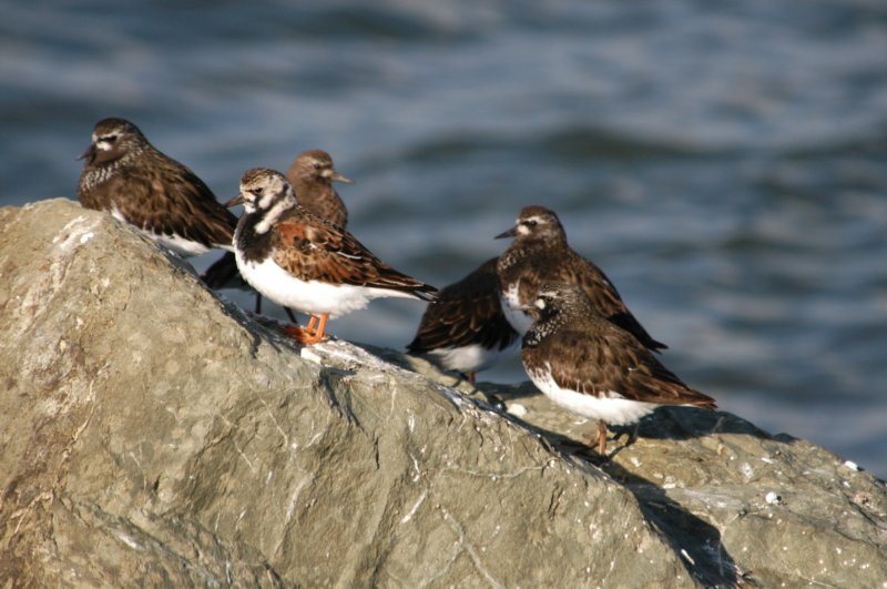 ruddyturnstone.jpg