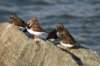 ruddyturnstone_small.jpg