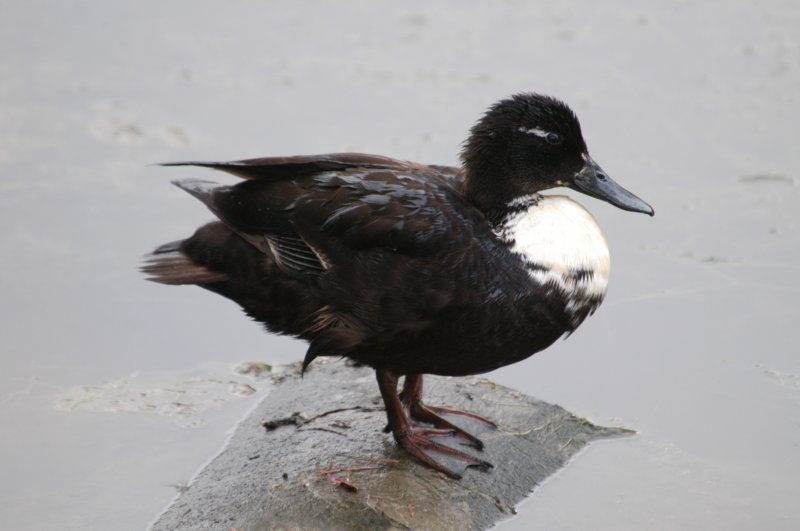 hybridduck.jpg