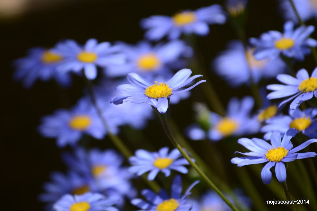 blue.jpg