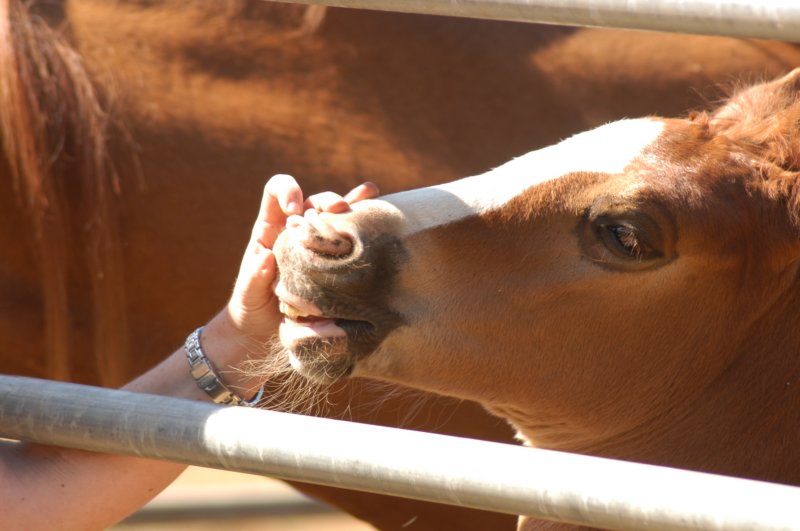 foalteeth.jpg