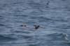 fulmar16_small.jpg