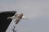 fulmar22_small.jpg