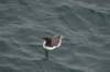 fulmar6_small.jpg