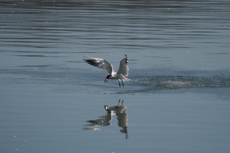 caspiantern.jpg