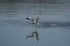 caspiantern_small.jpg