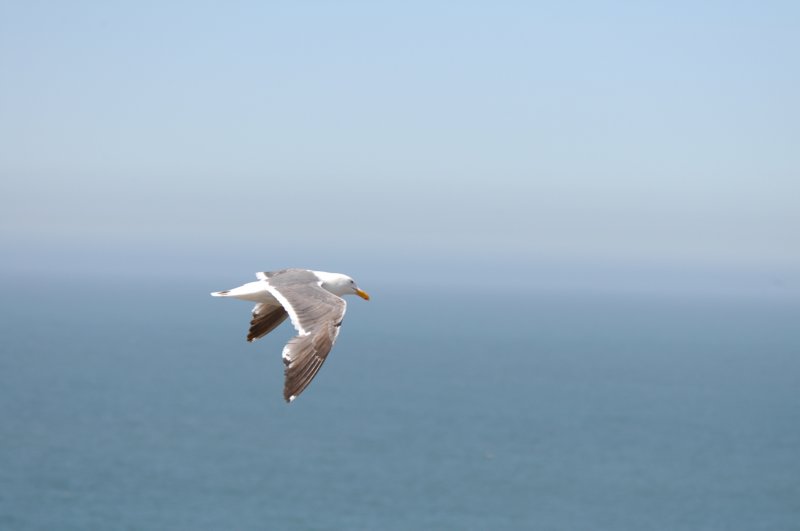 westerngull.jpg