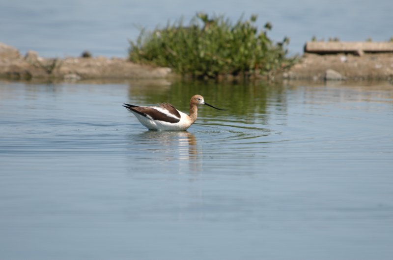 americanavocet.jpg