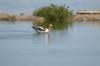 americanavocet_small.jpg