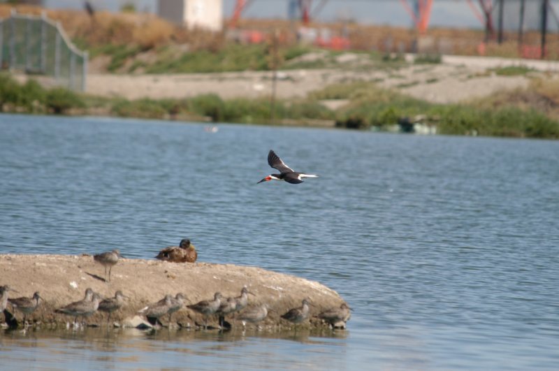 blackskimmer.jpg