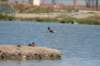 blackskimmer_small.jpg