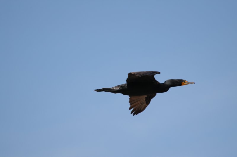 doublecrestedcormorant.jpg