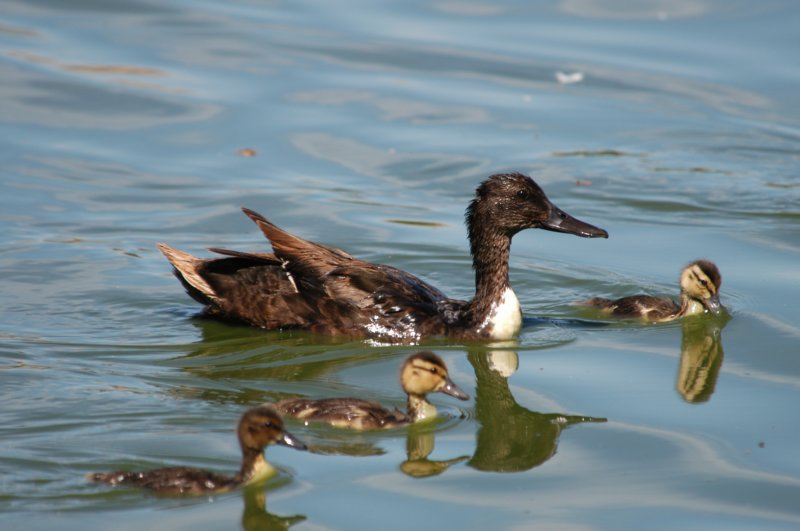 mallardxnorthernpintailperhaps.jpg