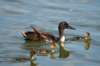 mallardxnorthernpintailperhaps_small.jpg