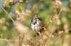 unidentifiedsparrow_small.jpg