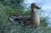 momduck_small.jpg